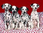 4 perros